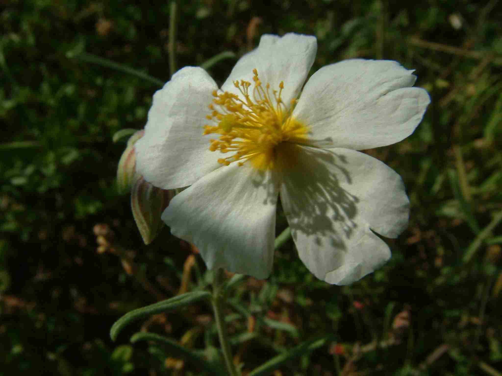 Helianthemum apenninum 2