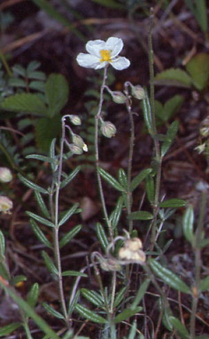 Helianthemum apenninum 1