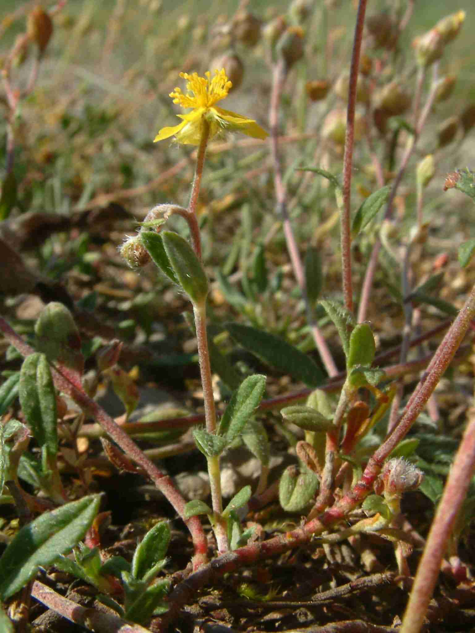 Helianthemum canum 1