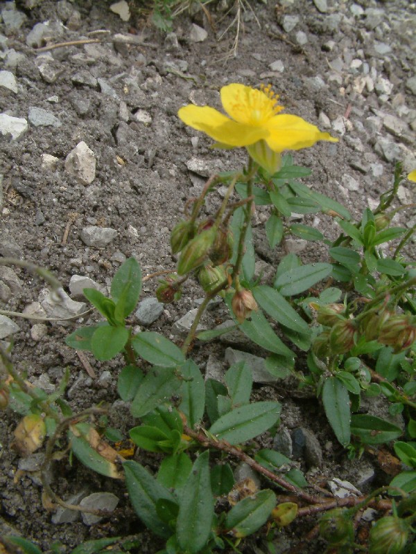 Helianthemum nummularium 1