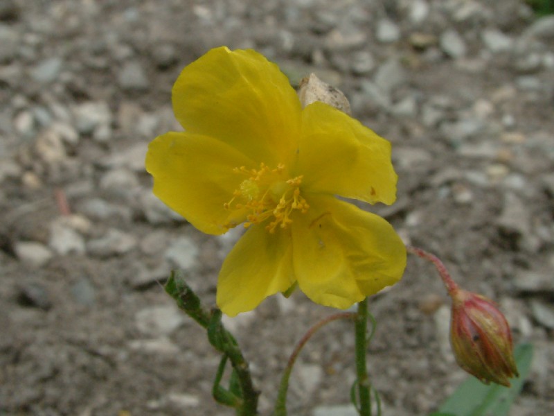 Helianthemum nummularium 2