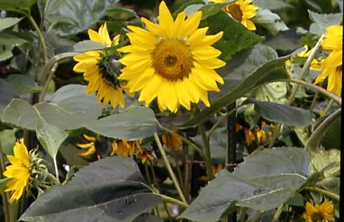 Helianthus annuus 1