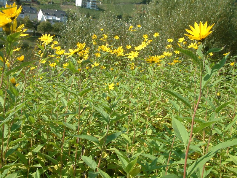 Helianthus tuberosus 1