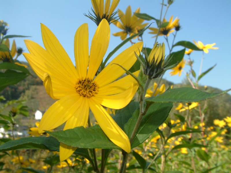 Helianthus tuberosus 2