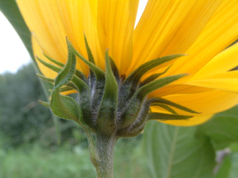 Helianthus tuberosus 3