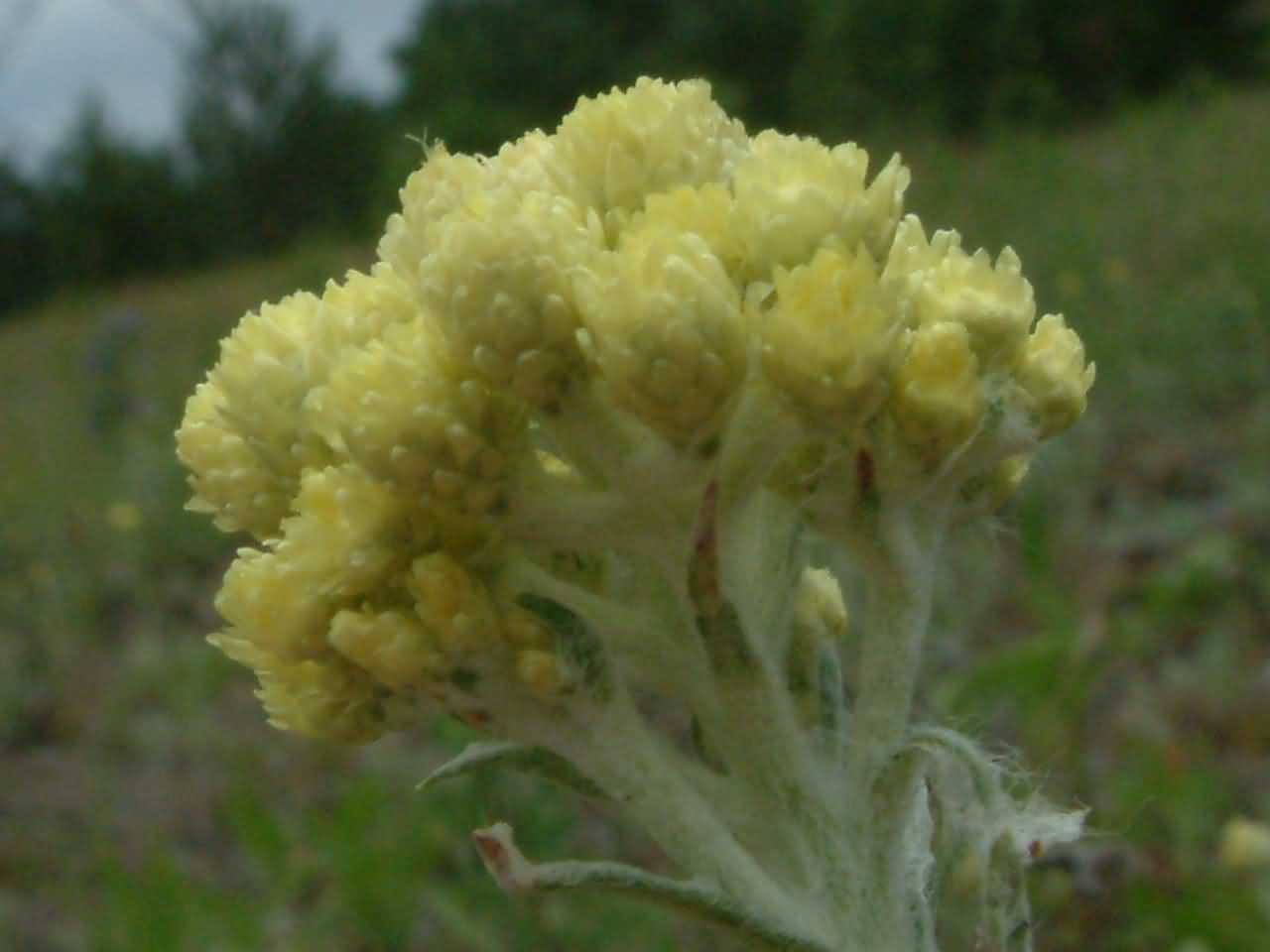 Helichrysum arenarium 2