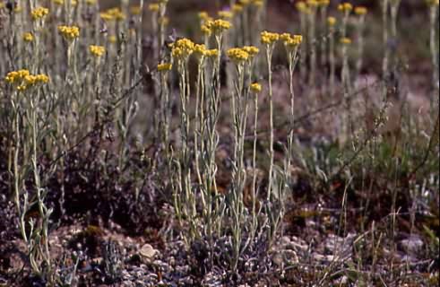 Helichrysum arenarium 1