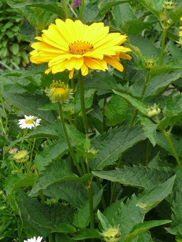 Heliopsis helianthoides