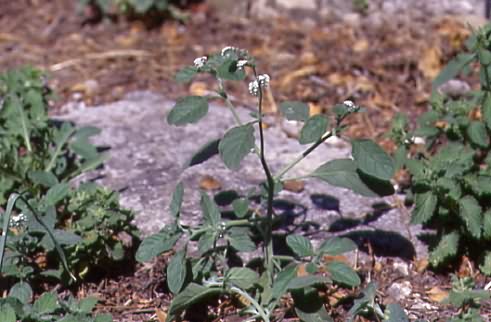 Heliotropium europaeum 1