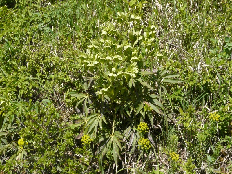 Helleborus foetidus 1