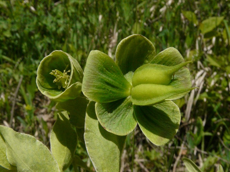 Helleborus foetidus 2