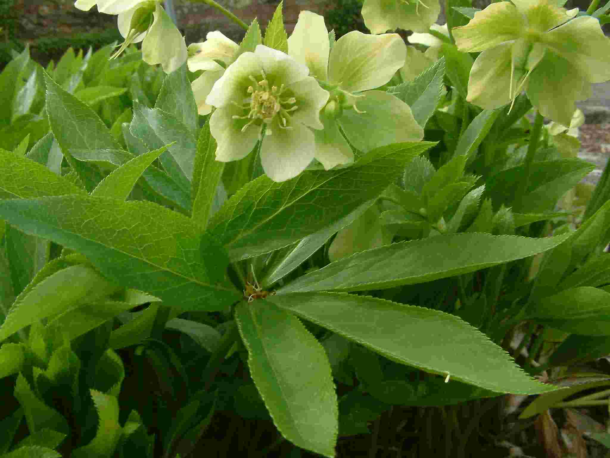 Helleborus viridis 1