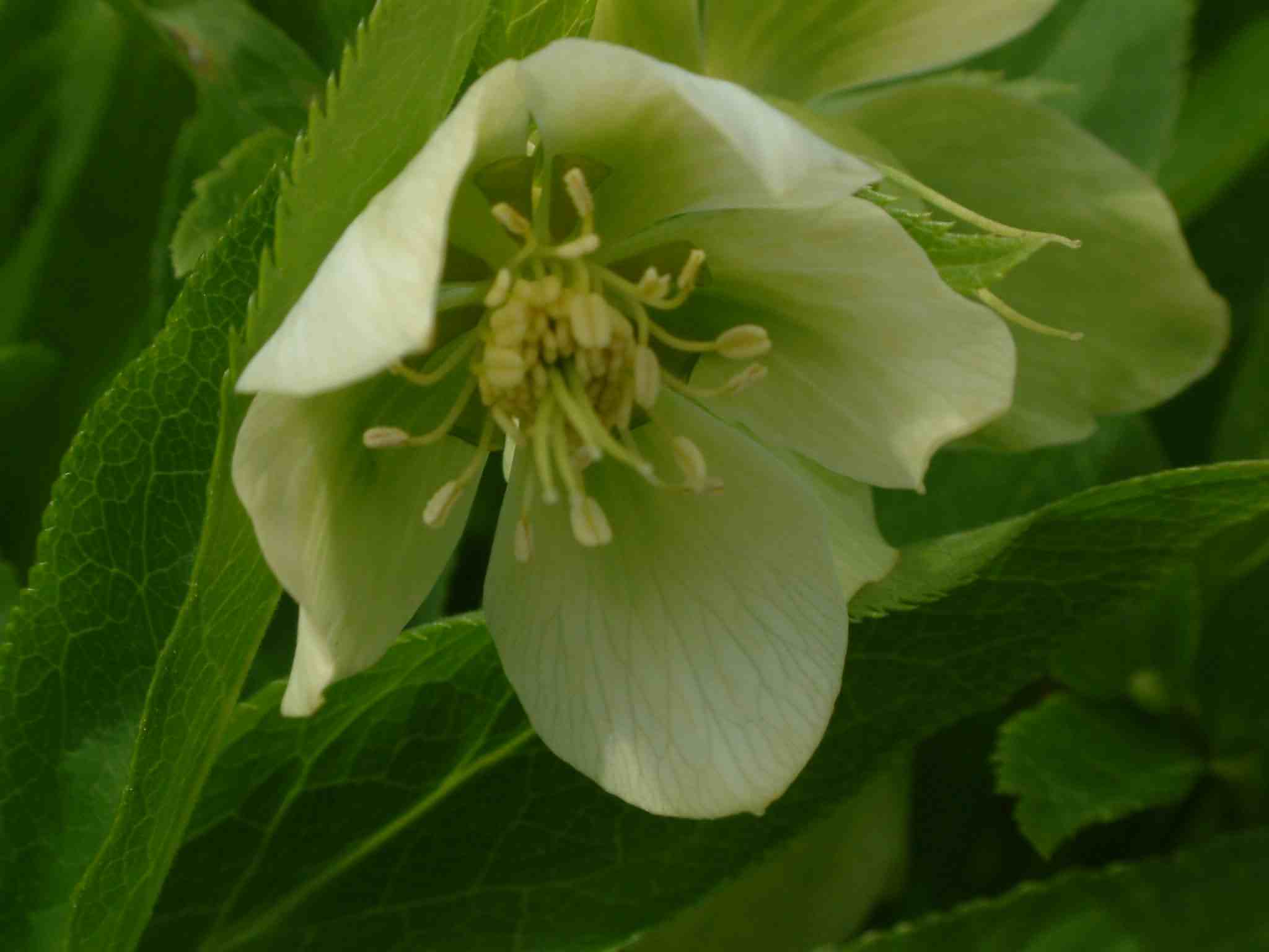 Helleborus viridis 2