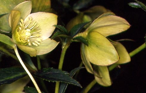 Helleborus viridis 3