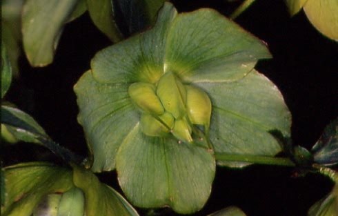 Helleborus viridis 4