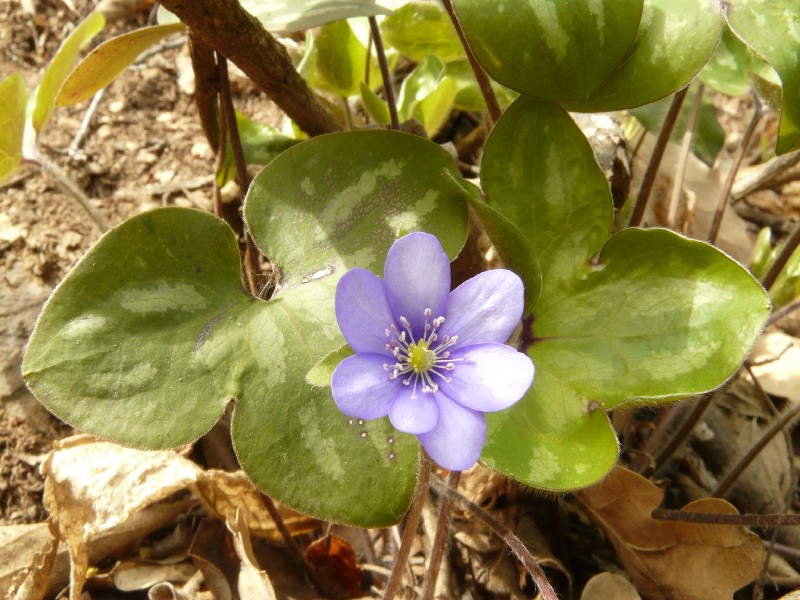 Hepatica nobilis 1