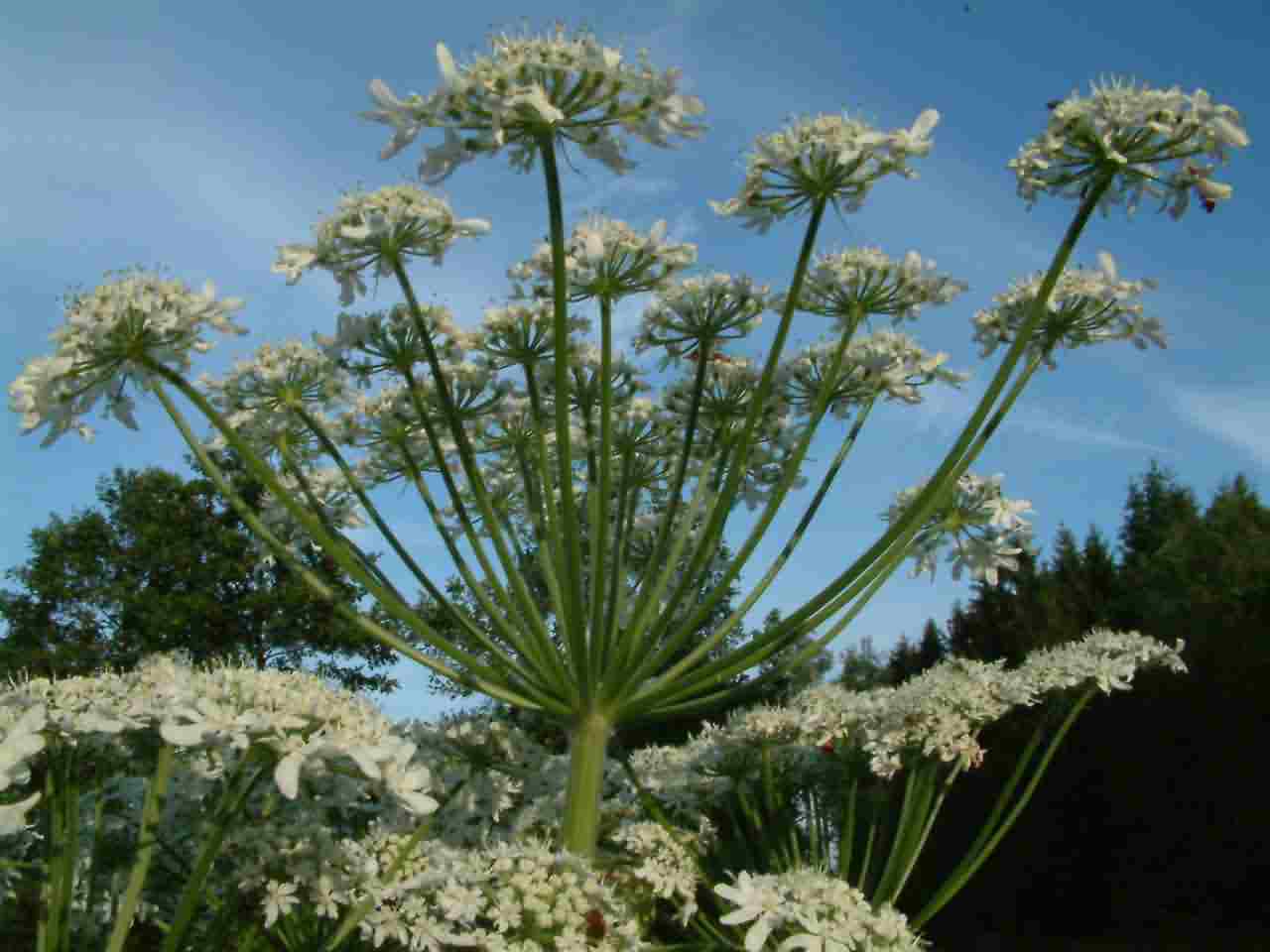 Heracleum mantegazzianum 1