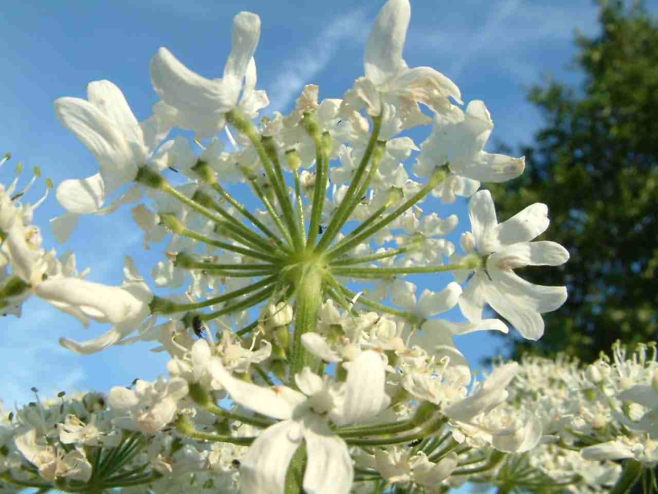 Heracleum mantegazzianum 2