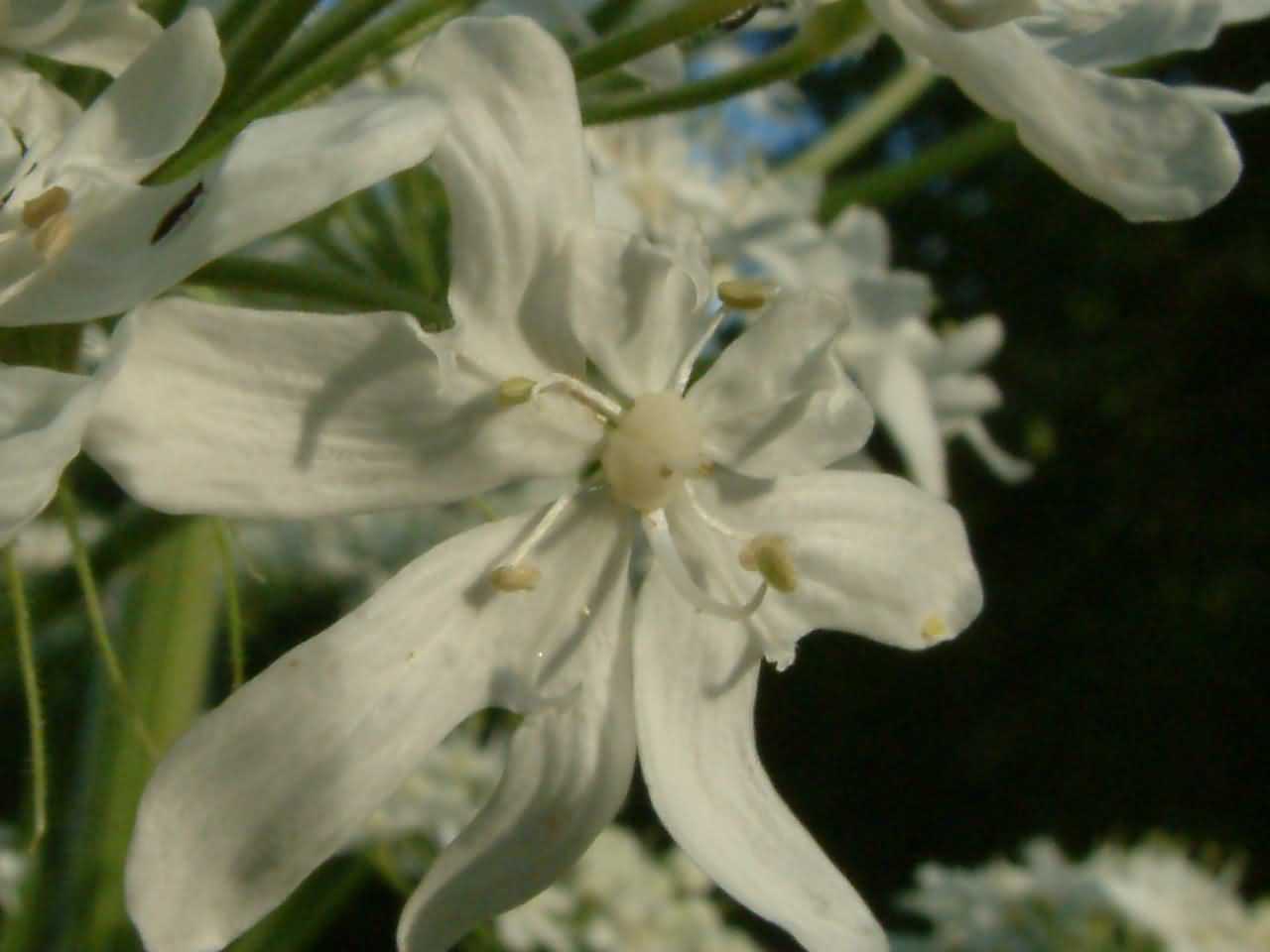 Heracleum mantegazzianum 3