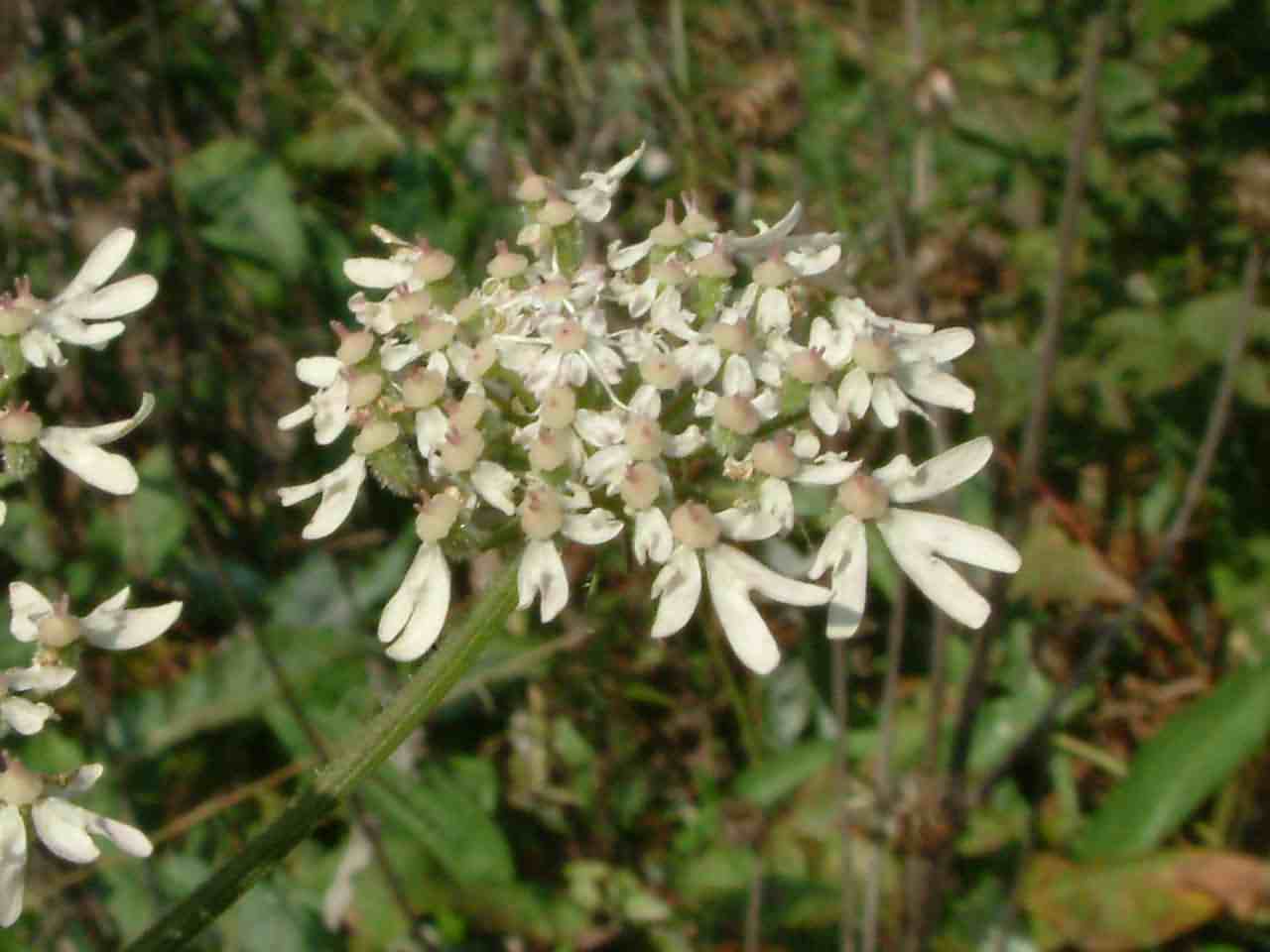 Heracleum sphondylium 3