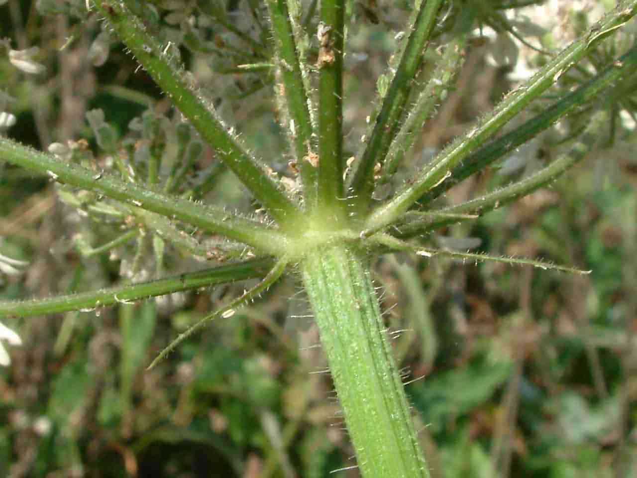 Heracleum sphondylium 2