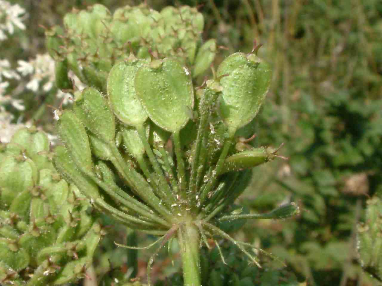 Heracleum sphondylium 4