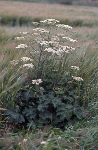 Heracleum sphondylium 1