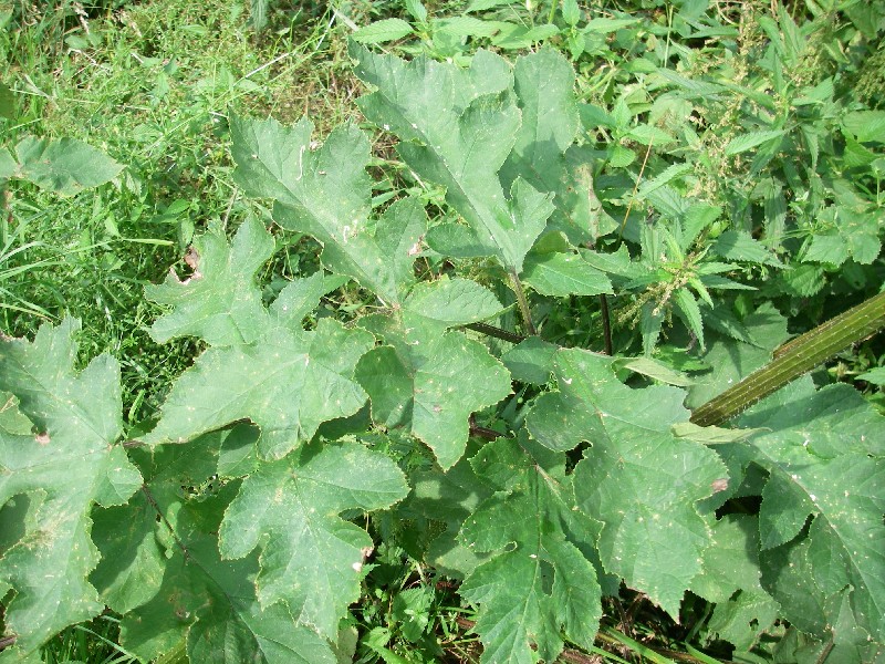 Heracleum sphondylium 5