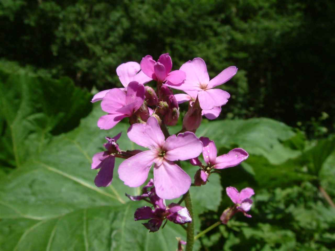 Hesperis matronalis 2