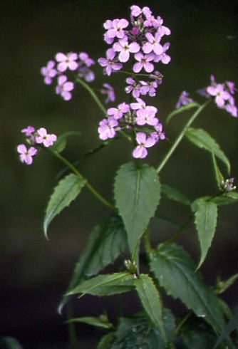 Hesperis matronalis 1