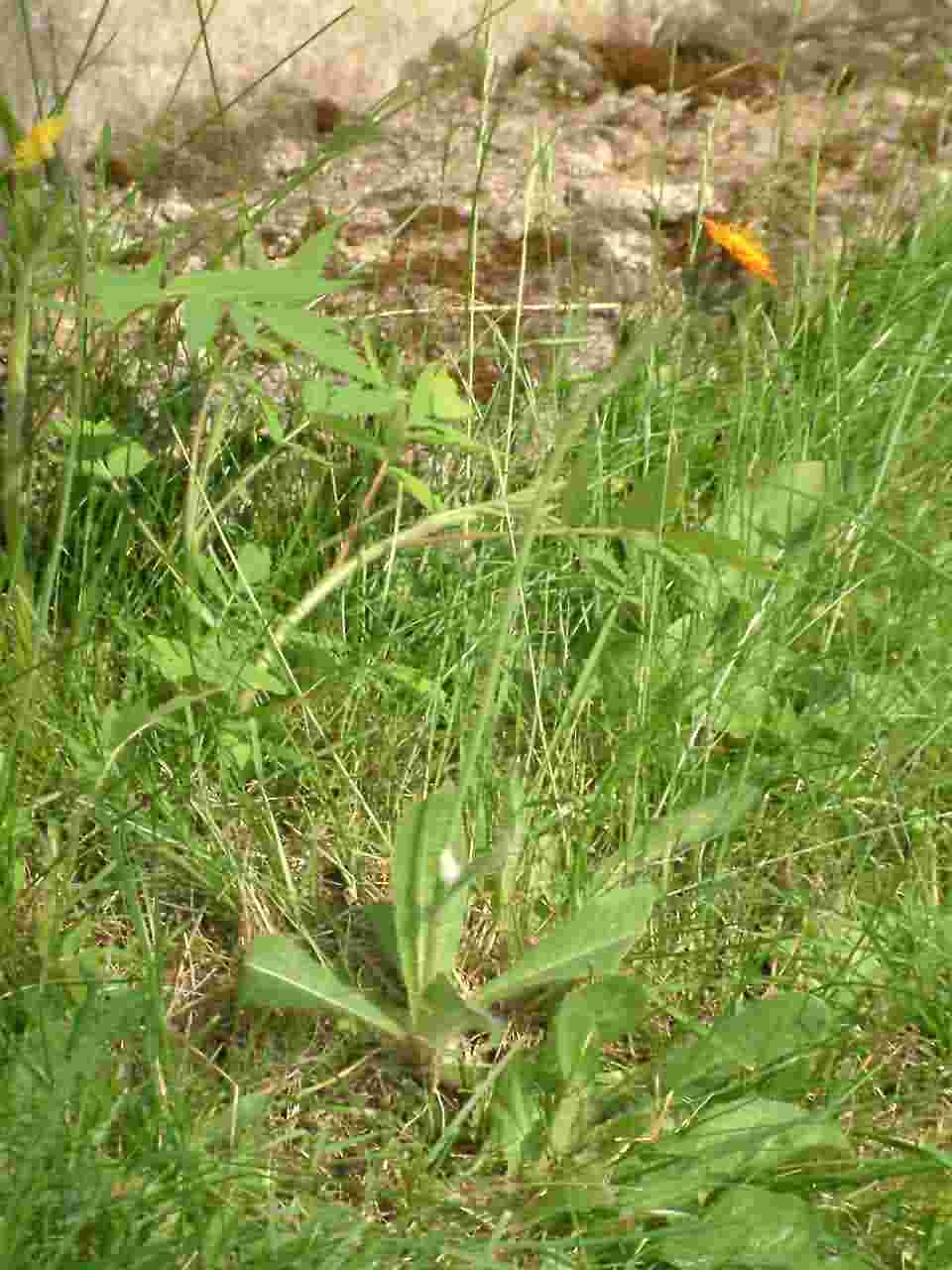 Hieracium aurantiacum 1