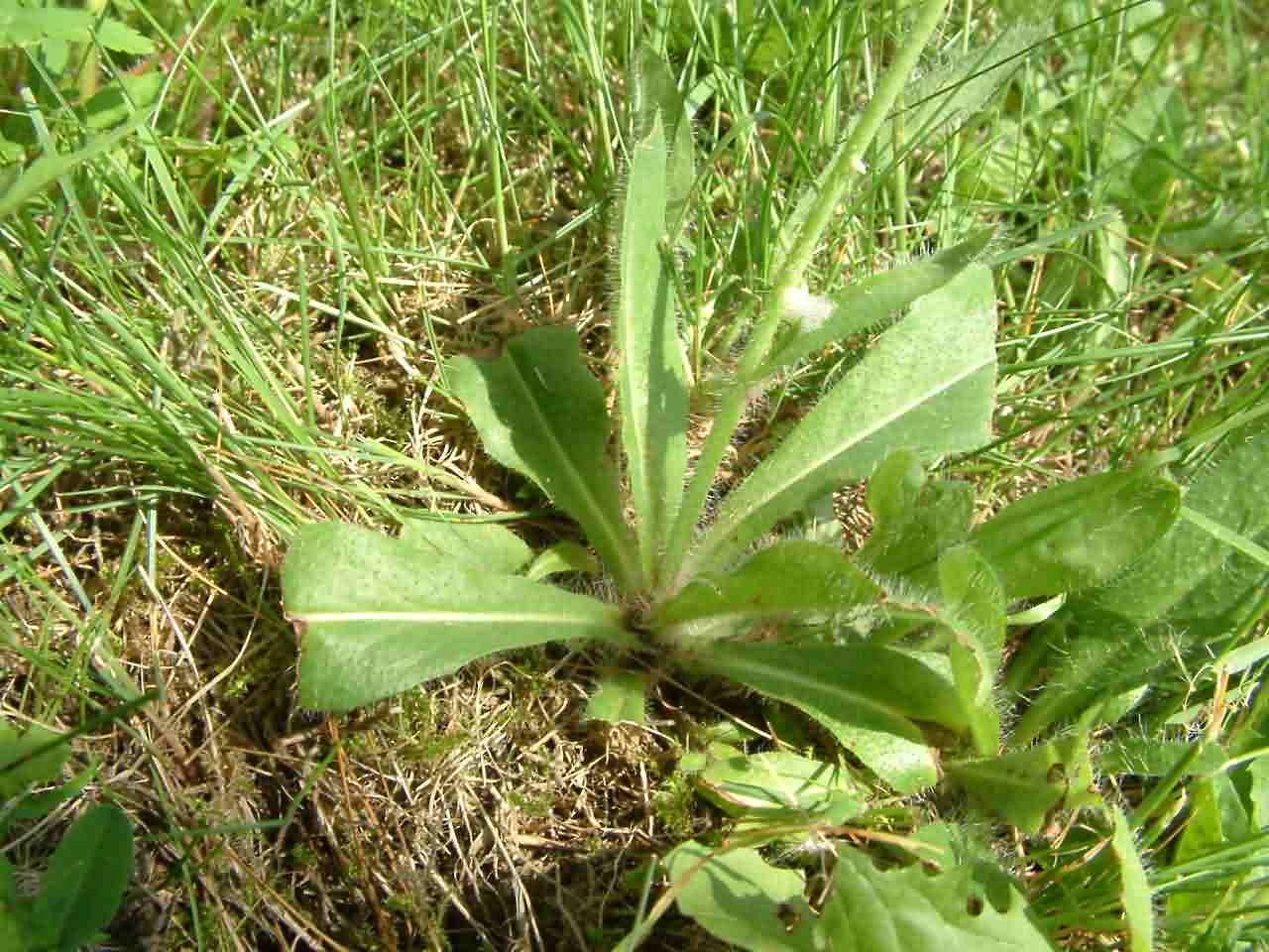 Hieracium aurantiacum 3