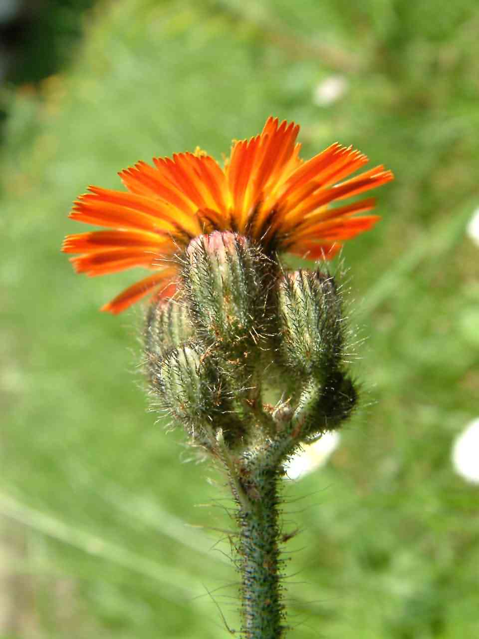 Hieracium aurantiacum 2