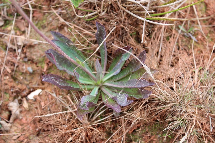 Hieracium_bauhinii 4