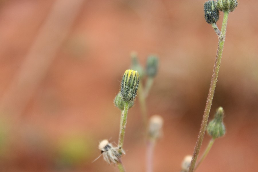 Hieracium_bauhinii 3