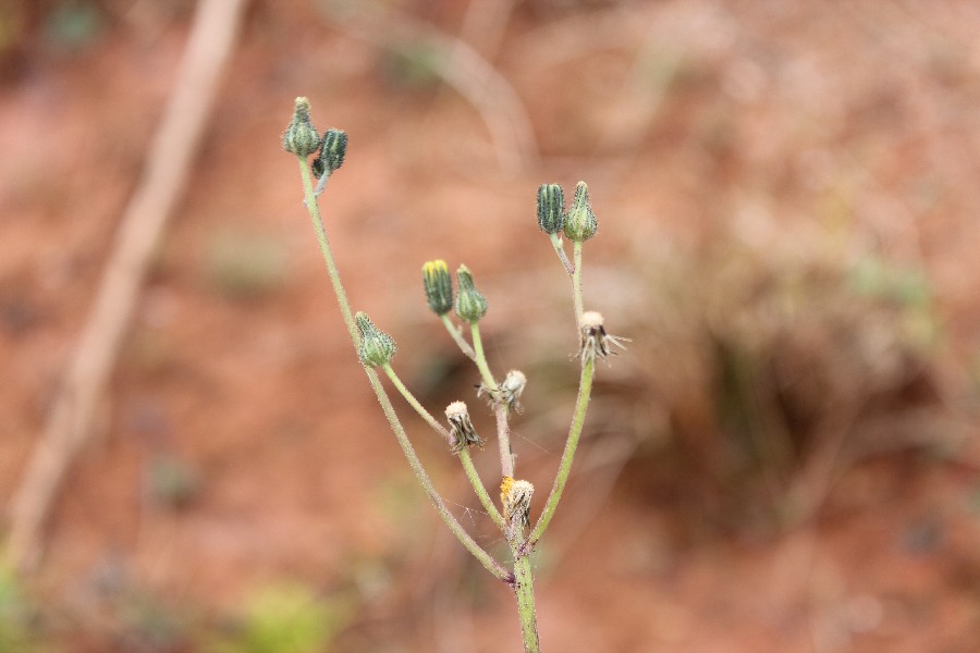 Hieracium_bauhinii 2