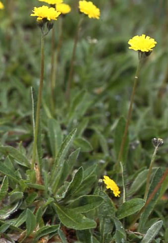 Hieracium brachiatum 1