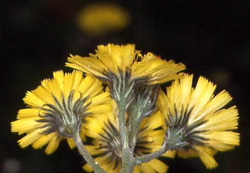 Hieracium brachiatum 2