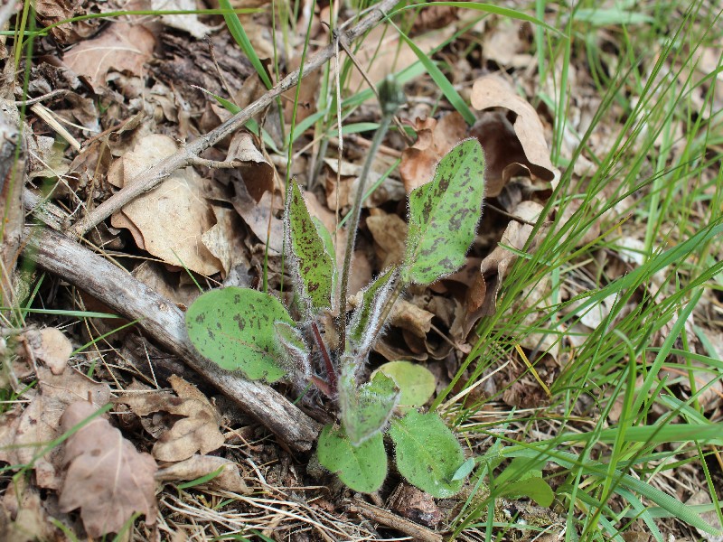 Hieracium glaucinum