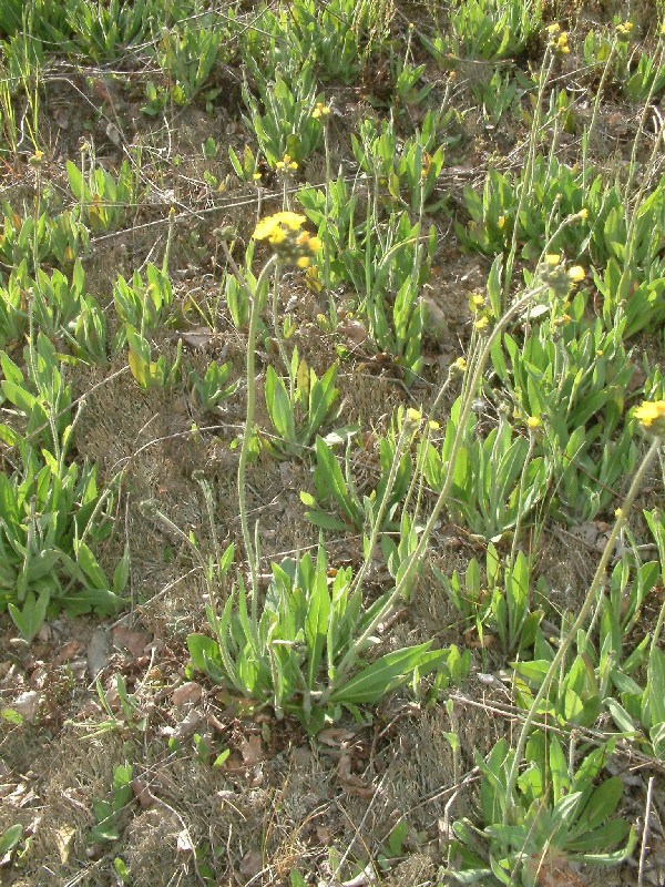 Hieracium glomeratum 2