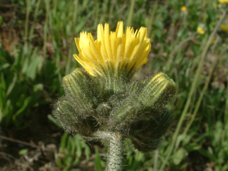 Hieracium glomeratum 3