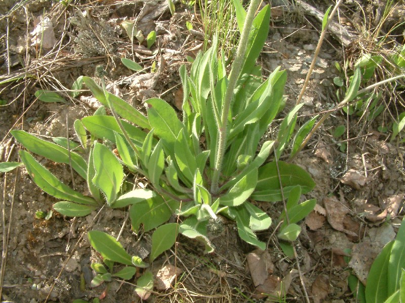 Hieracium glomeratum 4