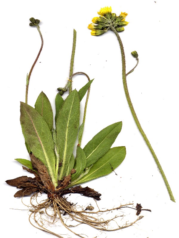 Hieracium glomeratum 1