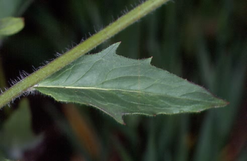 Hieracium lachenalii 3