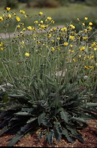 Hieracium lachenalii 1