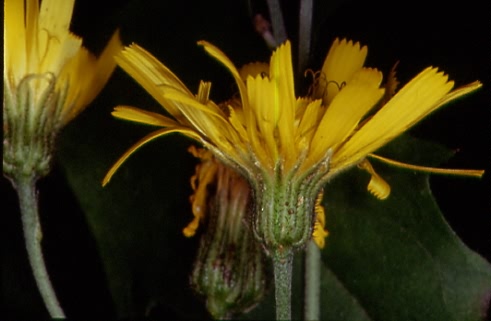 Hieracium lachenalii 2