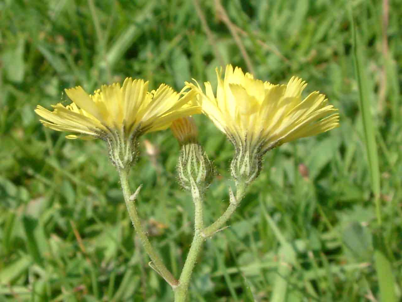 Hieracium lactucella 2