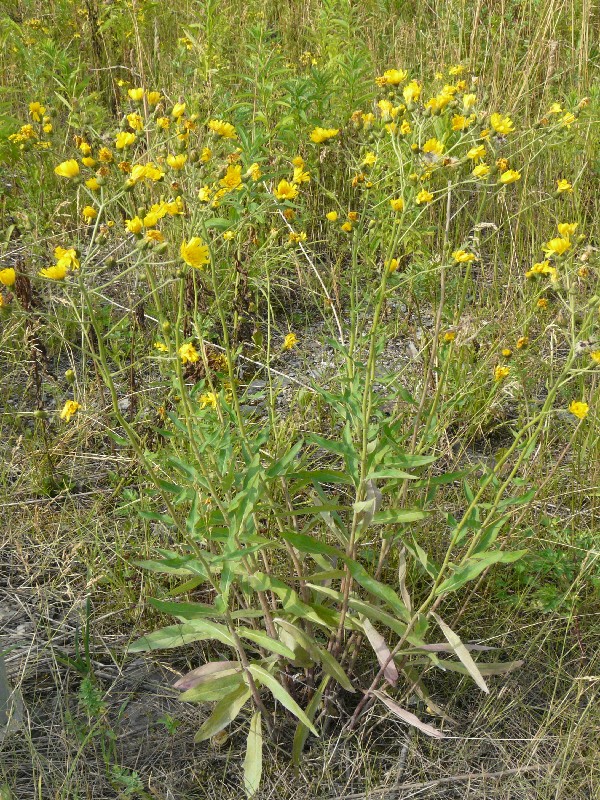 Hieracium laevigatum 1