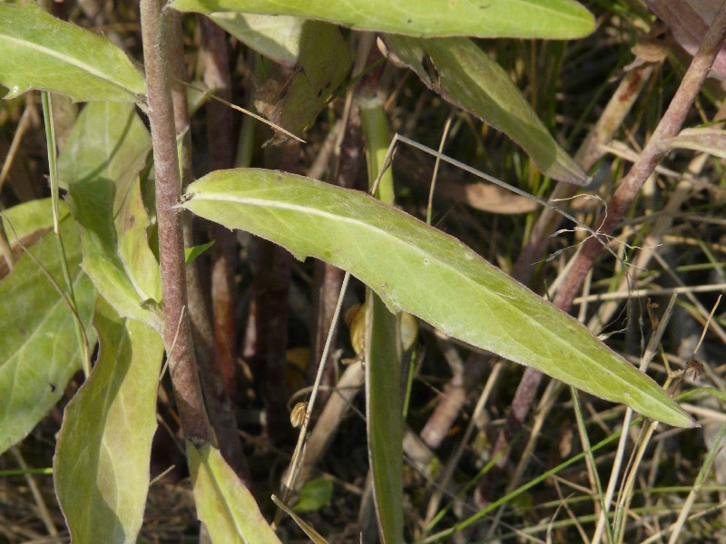 Hieracium laevigatum 3