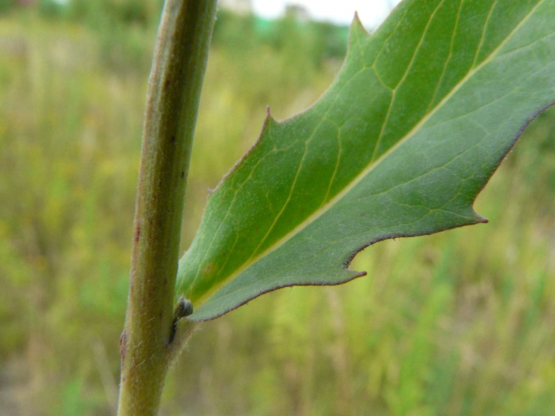 Hieracium laevigatum 4